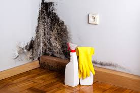 Why You Should Choose Our Mold Remediation Services in Asheville, NC